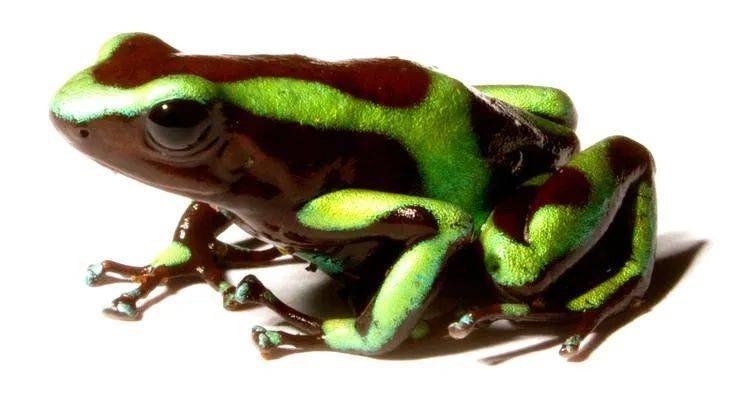 箭毒蛙（<em>Dendrobates auratus</em>）。| 图片来源：Brian Gratwicke/flickr<br>