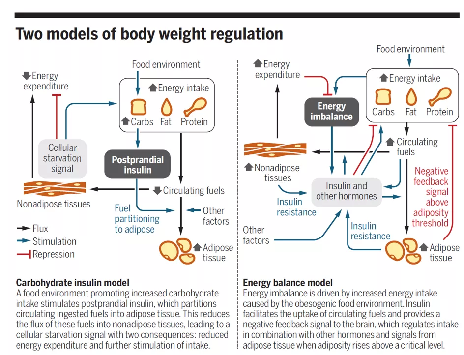图：左为碳水化合物胰岛素模型，右为能量平衡模型<sup label=图片备注 class=text-img-note>[2]</sup>