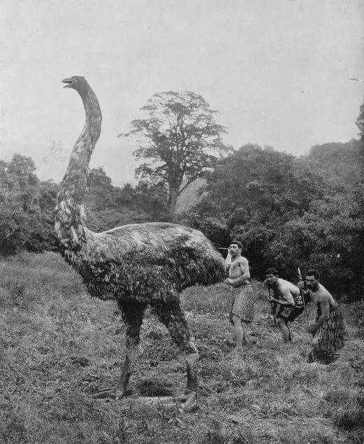 恐鸟被认为在约16世纪左右绝种，虽然有一些报告推测在新西兰某些偏僻的角落直到18世纪甚至19世纪仍然有恐鸟生存。图为20世纪初重现狩猎恐鸟的影像。© wikimedia<br>
