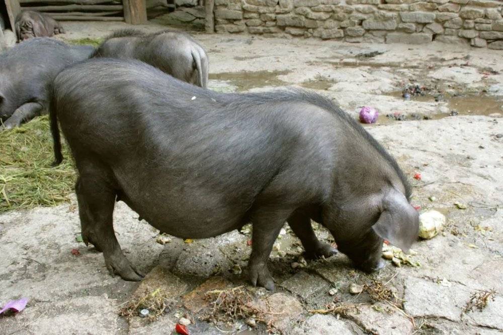 中国传统猪的形象其实与图中的太湖猪比较相似：又黑又胖，腆着大肚子 图/wikipedia<br label=图片备注 class=text-img-note>