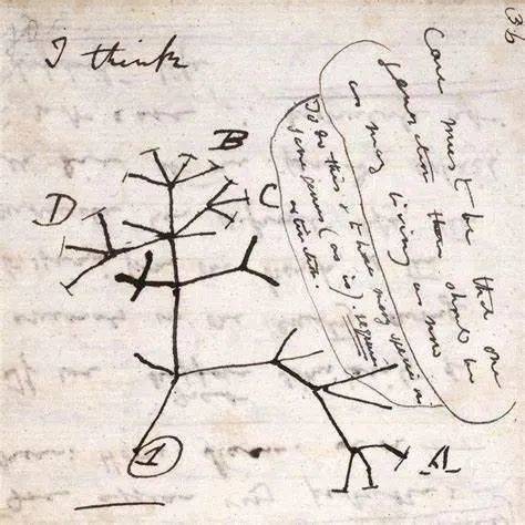 达尔文手绘“生命的大树”示意图<br>