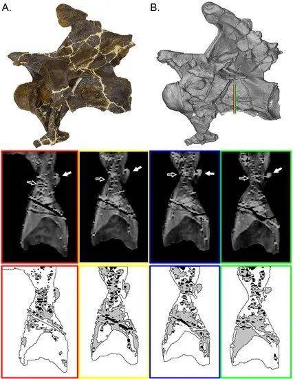 对多利感染的椎骨的CT扫描。（A）感染的椎骨照片；（B）扫描模型，彩色线条对应下面的扫描切片。白色箭头代表外部明显的异常骨质生长，黑色箭头则表示内部的不规则。| 图片来源：Woodruff, et al.<br>