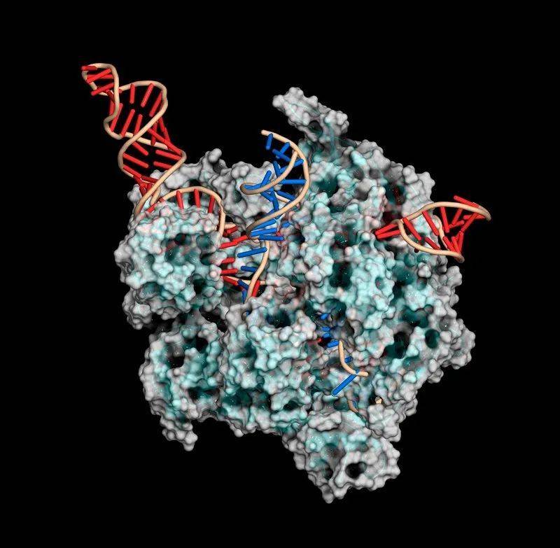 CRISPR-Ca9基因编辑复合物使用一个向导RNA（红色）切割DNA（蓝色）。来源：Mulekuul/SPL<br label=图片备注 class=text-img-note>