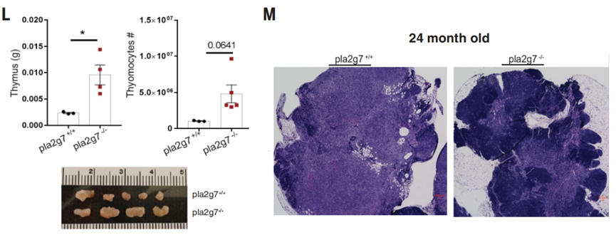 Pla2g7基因表达缺失的老年小鼠胸腺功能恢复<br label=图片备注 class=text-img-note>