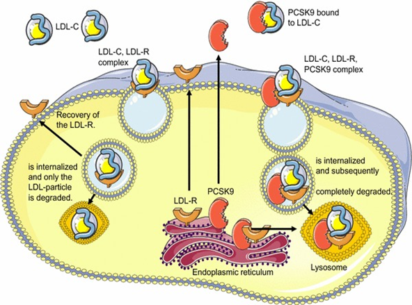 LDL-C、LDLR、PCSK9之间的分子机制[4]<br label=图片备注 class=text-img-note>