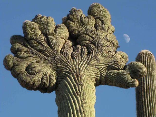 Crested saguaro cactus, Carnegiea gigantea (Lon & Queta, Crested Saguaro Cactus with Half Moon Behind; SE Arizona is licensed under CC-BY-NC-SA 2.0)<br>