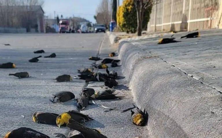 墨西哥当地居民发现，有数百只死去的黄头黑鹂出现在街道上。| Foto: Cortesía Seguridad Pública<br label=图片备注 class=text-img-note>