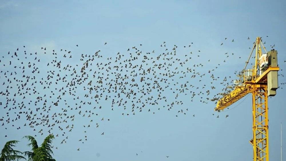 火电厂、输电线和风力涡轮机等都可能对迁徙鸟类造成影响。| Pixabay<br label=图片备注 class=text-img-note>