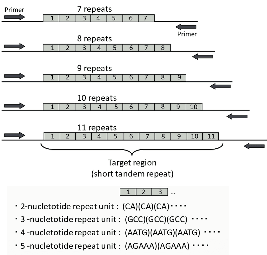 图：短串联重复序列STR。在不同人体内，同一个STR位点上的短片段重复次数可能不同（图上依次为重复7~11次）。不同的STR位点的短片段重复单位的碱基数量及序列也不相同（图下碱基重复单位依次为2个到5个）。使用引物（Primer）扩增之后产生的DNA产物片段大小随着SRT重复单位及重复数量的乘积增大而增大（最终的扩增片段除了STR序列之外，还包括STR两侧的序列，总片段长度在90~370个碱基对范围内）。<sup>[2]</sup><br>