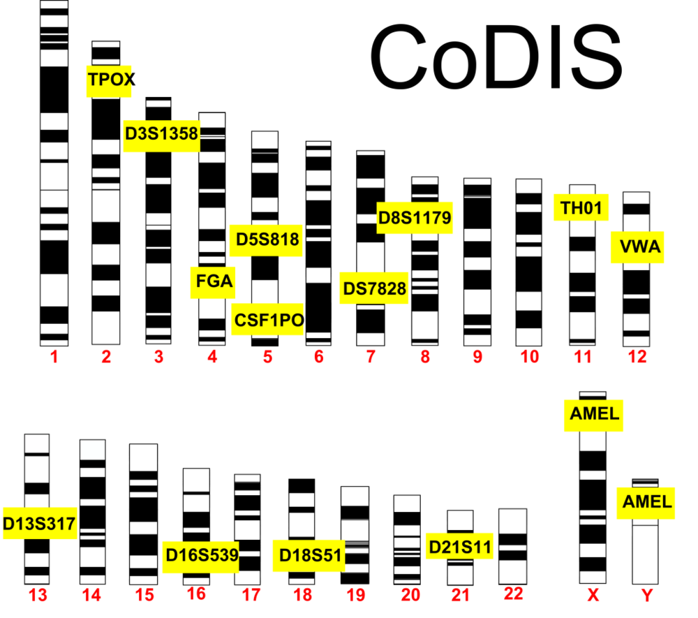 图：CODIS十三个核心STR位点及其在染色体上的位置（AMEL是性别检测基因）<sup>[3]</sup><br>