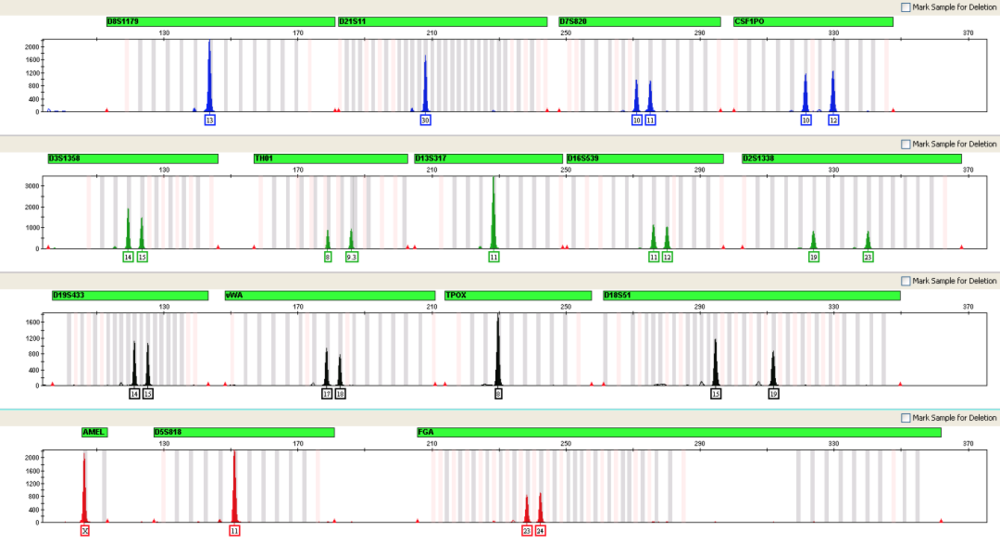 图：某主流试剂盒检测结果示例。每一个STR位点可以看到1到2个峰值，根据大小可以判断其等位基因重复次数。如果是2个峰值，代表此STR位点存在两个不同的等位基因，且应该在其子女或父母中检测到其中一个。如果是一个峰值，代表此STR位点的两个等位基因一致，其父母的STR位点都应含有这个等位基因，其子女必有此等位基因。<br>