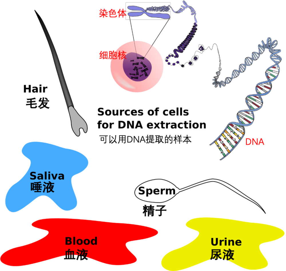 图：细胞内所含染色体DNA（右上）及可用于鉴定的样本，左上开始逆时针依次为毛发、唾液、血液、精液、尿液，后<strong>四种样品可以取用其干燥的斑块。</strong><sup>[5]</sup><br>
