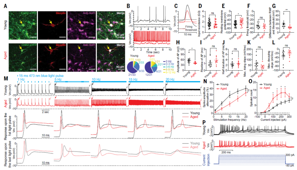 老年小鼠的Hcrt神经元处于超兴奋状态（图片来源：参考资料[1]）<br>