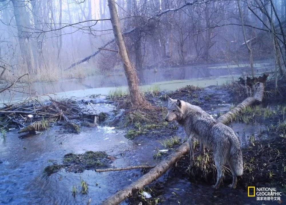 一只欧洲灰狼漫步在切尔诺贝利，此地灰狼数量大约是其他保护区的7倍。