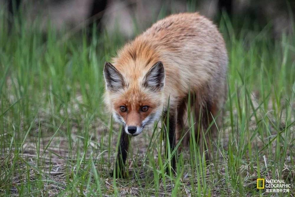 一只小赤狐正沿着隔离区内的铁轨附近寻找食物。