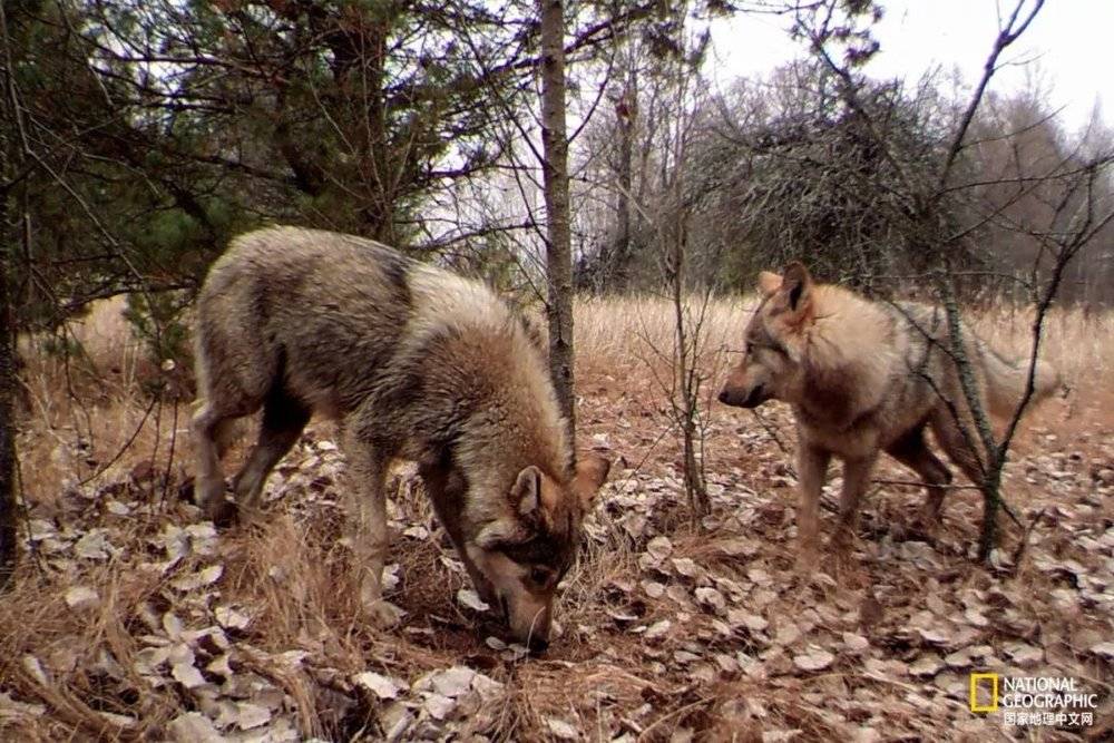 在切尔诺贝利隔离区，一群灰狼经过了一个触发式相机陷阱。