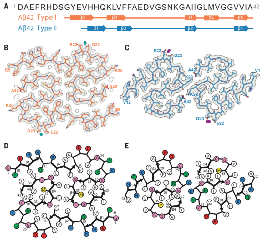 AD患者脑内I型和II型Aβ42纤维的结构