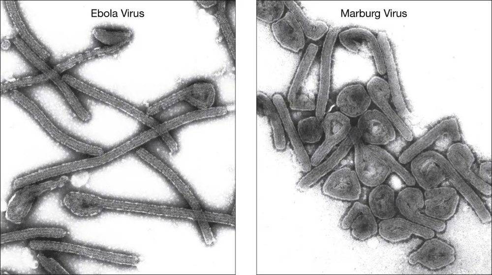 马尔堡病毒(右)与埃博拉病毒(左)同为丝状病毒，卷得各有千秋 | 参考文献[3]<br>
