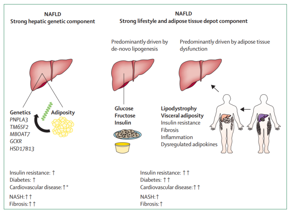 NAFLD的主要诱导途径，其及与胰岛素抵抗、糖尿病、心血管疾病、非酒精性脂肪性肝炎和肝纤维化之间的关系（截图来源：参考资料[1]）<br>