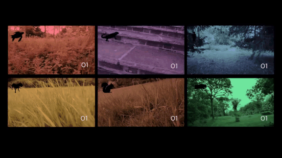 图2 不同生物的临界闪烁融合频率（CFF），从左上到右下依次为：海归、蜥蜴、人、狗、松鼠、苍蝇
