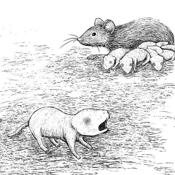 母鼠能够辨别她哺育的小鼠的哭声。研究者发现，催产素使得母鼠听觉系统中的其他噪音保持静默，从而使她能够更容易听到小鼠的哭声。图/SHARI E. ROSS