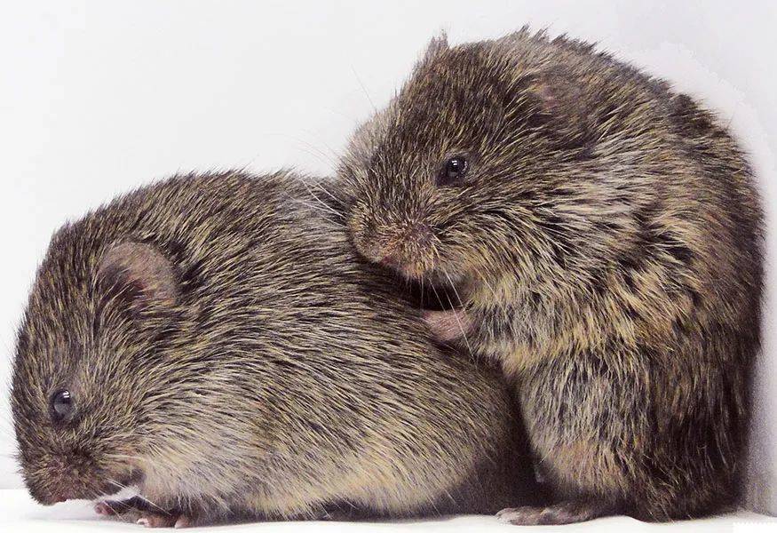 与大多数啮齿目动物不同，田原田鼠与伴侣终生相依。存在于它们大脑的奖赏中心的对催产素敏感的细胞使得它们在伴侣出现时感觉更好。图/COURTESY OF LARRY YOUNG