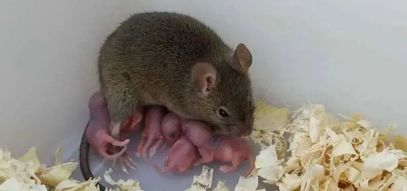 这只孤雌生殖的小鼠及其后代<br>