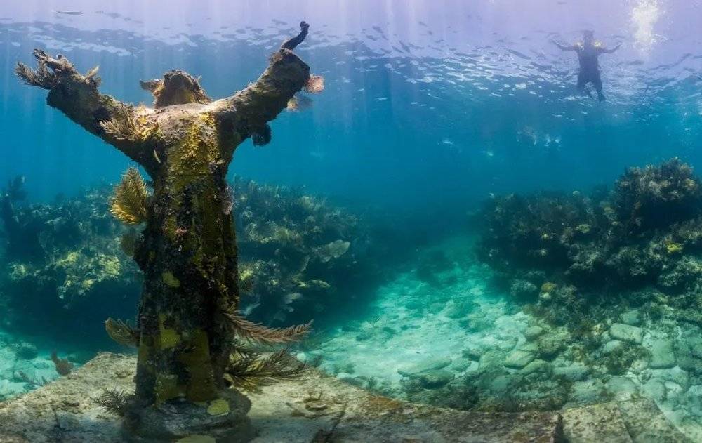 约翰·彭尼坎普珊瑚礁州立公园1960年开幕，是美国第一个水下公园。<br>
