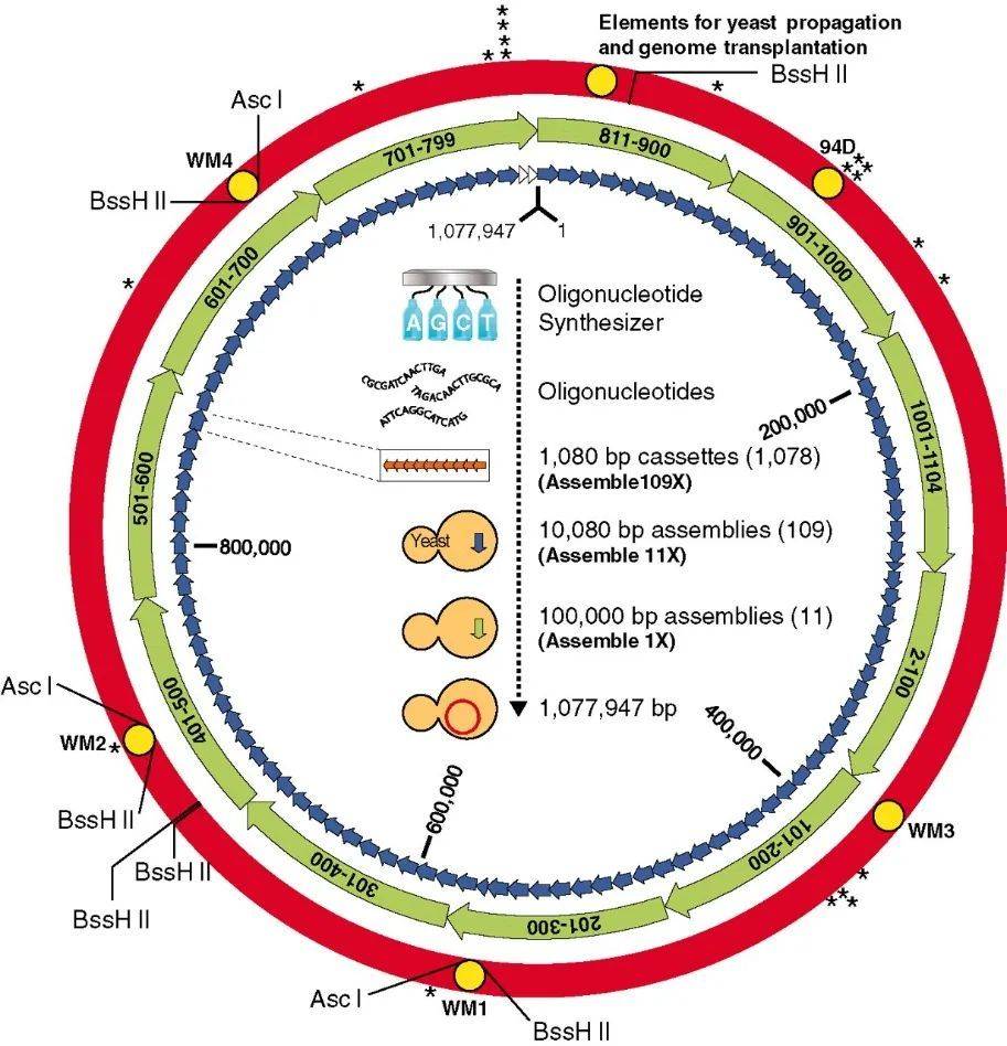 “辛西娅”的DNA信息 | 图源：Gibson D G， et al. Science， 2010.