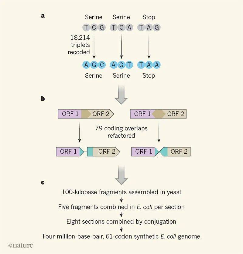 基因组合成的流程图 | 图源：Nature<br>