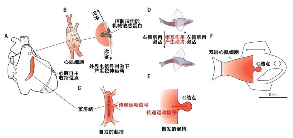 人造小鱼的设计过程，通过心脏的构造（图A-C），分别设计出左右相互作用的肌肉（图D）和可以发出自发启播信号的G结点（G-node，图E） | 图源：Lee K Y, et al. Science, 2022.
