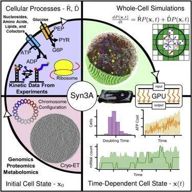 对最小细胞Syn3.0的进一步解析 | 图源：Thornburg Z R, et al. Cell, 2022. e28.<br>