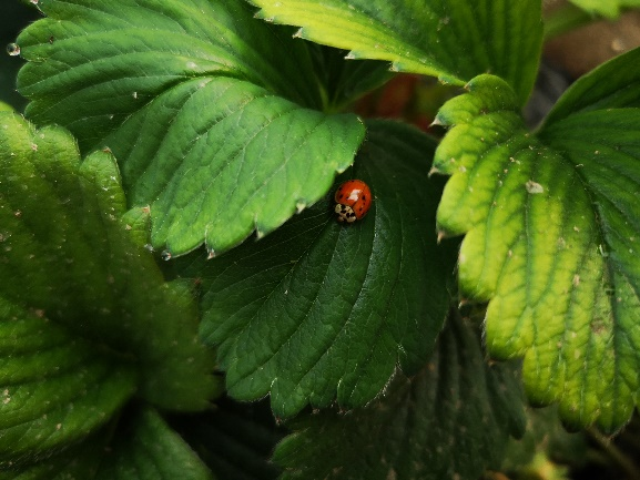 ●溪青农场为了防治蚜虫投放的异色瓢虫。<br>