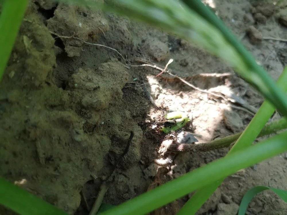 ●这是蚂蚁在搬一条死掉的菜青虫。<br>
