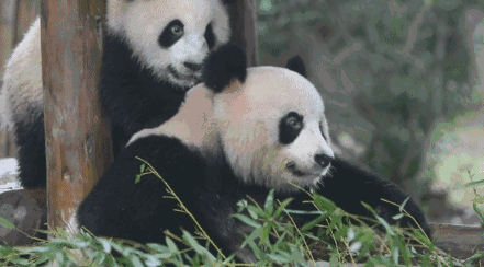 △可可爱爱的大熊猫，令人瞬间治愈。<br>