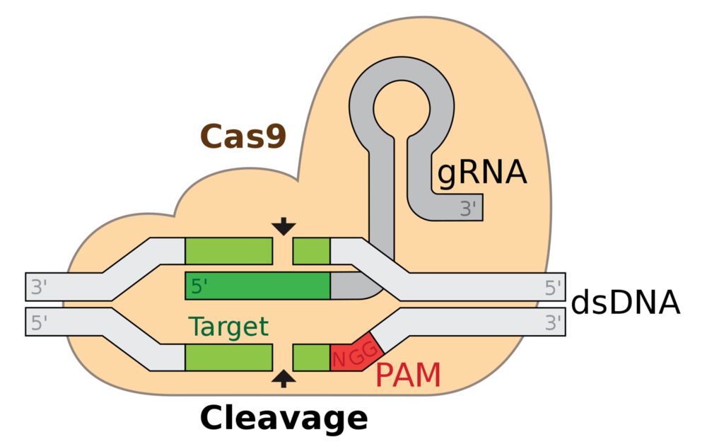 CRISPR-Cas9基因编辑技术；图片来源：Wikipedia