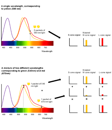 三种视锥细胞S/M/L。S型视锥细胞对可见光谱中的短波长最为敏感。产生S型视锥细胞视蛋白的基因位于第7号染色体；M型和L型视锥细胞吸收中等长度和较长波长的光线。产生这两类视锥细胞视蛋白分子的基因位于X染色体上，且彼此相邻。四色视者M型视锥细胞出现基因突变，这发生在X染色体上｜参考文献<sup>[1]</sup>