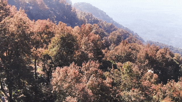 △秋天，石门国家森林公园就化身广州“小香山” <br>