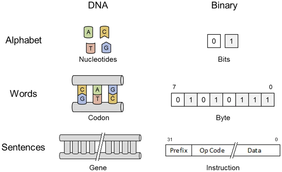 图 | 基因编码与数字语言的比较（来源：Nature）