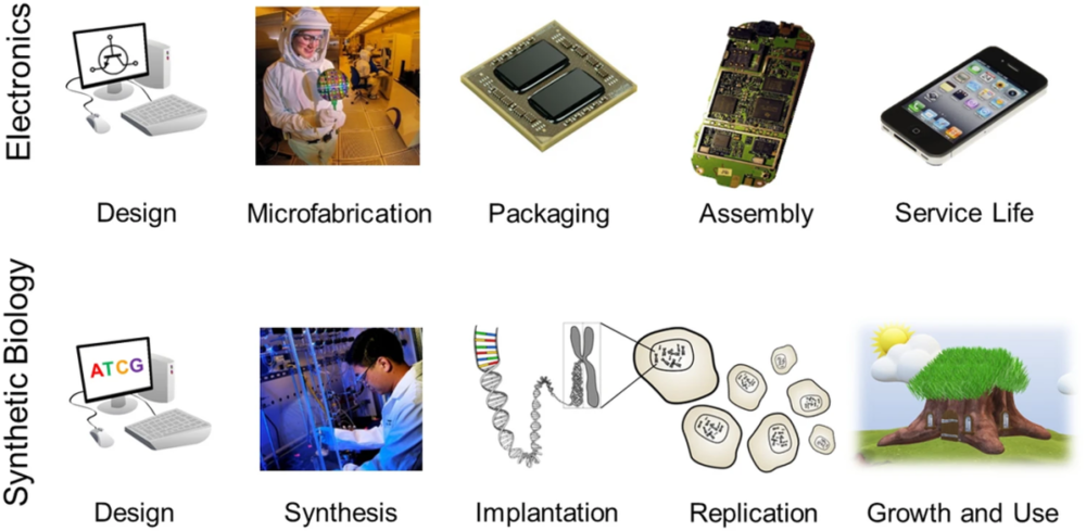 图 | 消费电子产品和合成生物学产品的制造流程比较（来源：Nature）