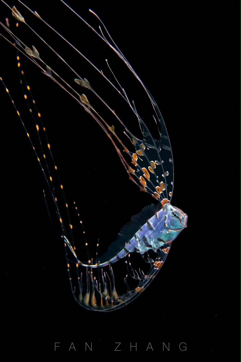 上图：毯子章鱼，一种梦幻的黑水生物。