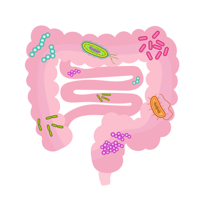 在我们肠道内的每一个角落都有各种微生物在旺盛生长着  图/Wikipedia<br label=图片备注 class=text-img-note>