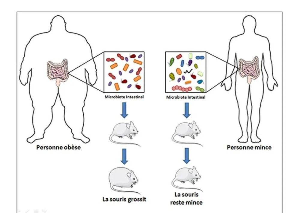 利用人体肠道微生物定植，改变了小鼠体型  图/Wikipedia<br label=图片备注 class=text-img-note>