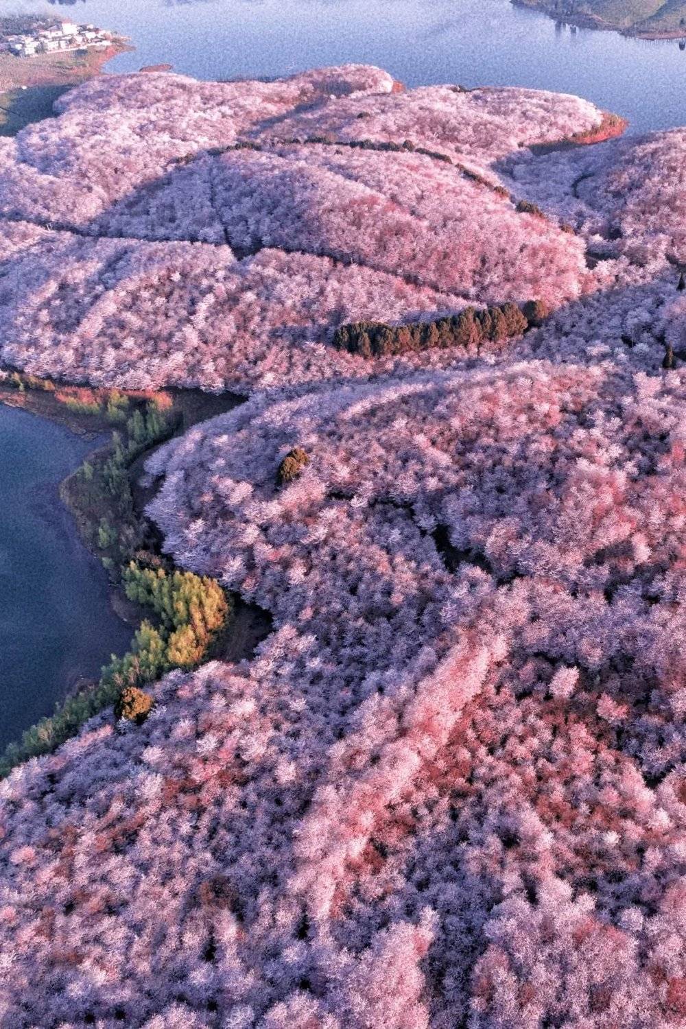 贵州贵安新区平坝的樱花。摄影/杨荣
