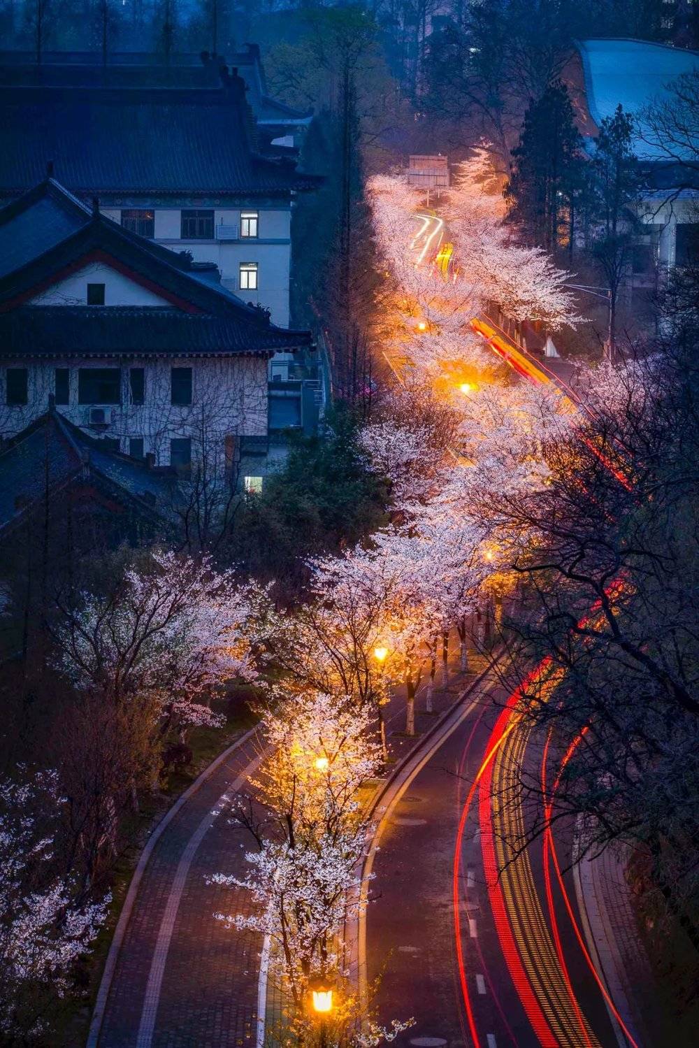 南京鸡鸣寺路，夜樱如长河。摄影/刘成贺