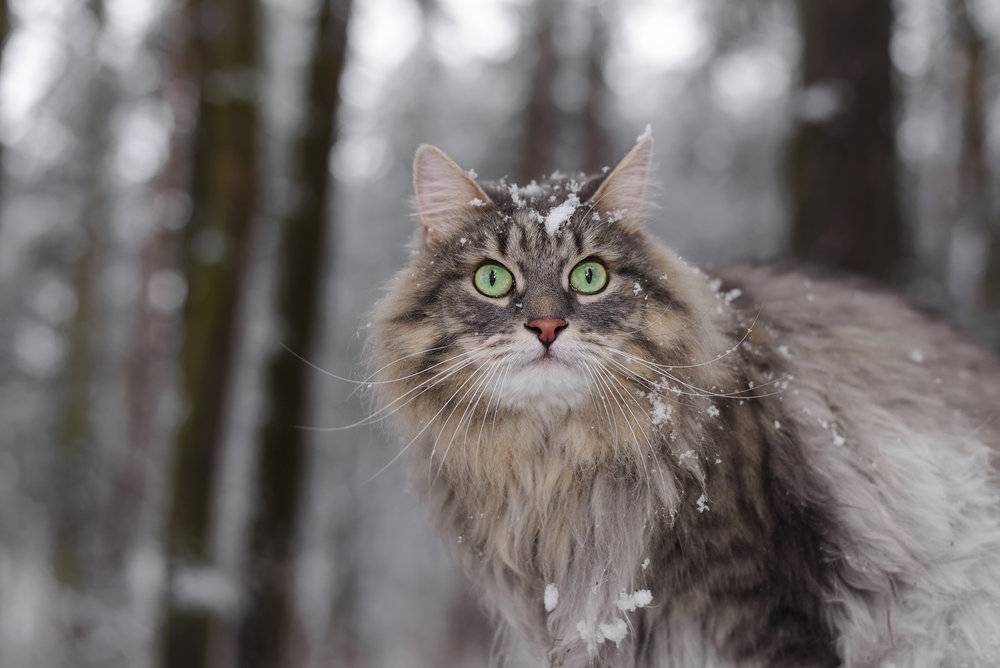 可爱的西伯利亚森林猫。图片来自：视觉中国