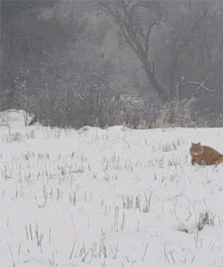 在雪地中狂奔的西伯利亚猫。来源/网络<br>
