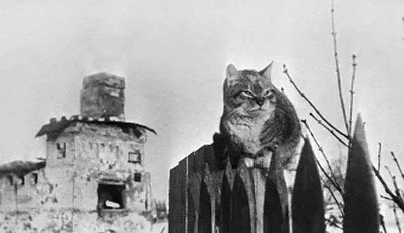 摄于1944年1月6日的列宁格勒与猫。来源/塔斯社<br>