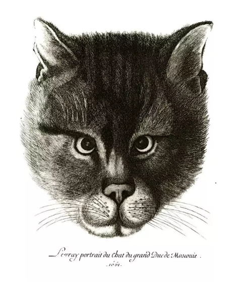 属于俄罗斯沙皇阿列克谢、彼得大帝之父的宫廷猫的肖像<br>