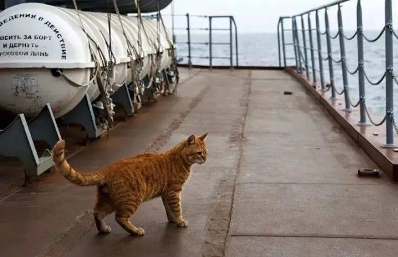 一只橘猫跟随俄罗斯海军舰队执行任务。来源/俄罗斯国防部社交媒体账号<br>